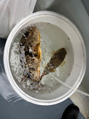 アカメフグの釣果