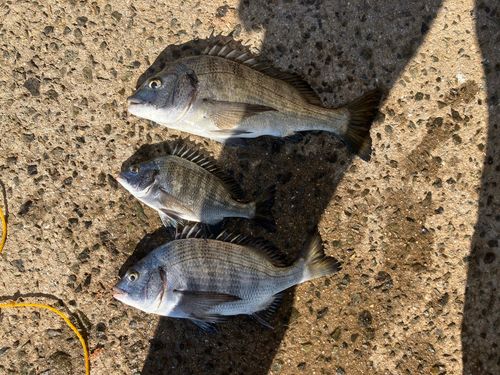 チヌの釣果