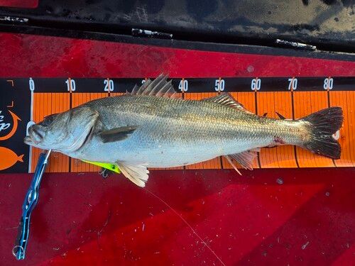 シーバスの釣果