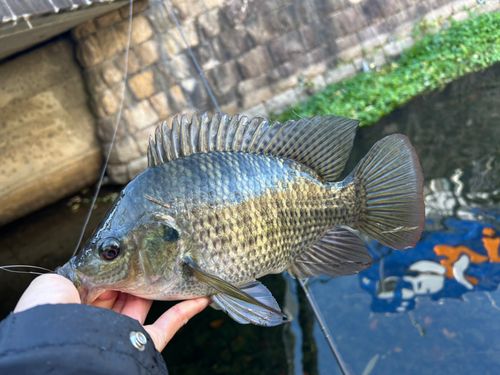 ティラピアの釣果
