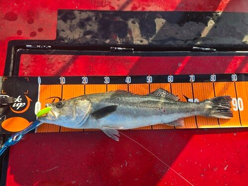 シーバスの釣果