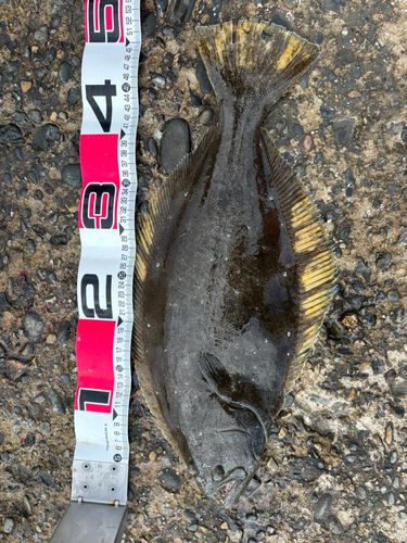 ヒラメの釣果