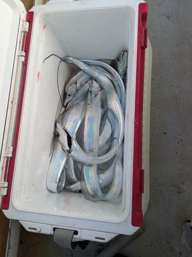 タチウオの釣果