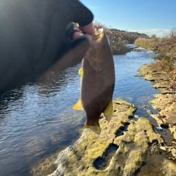スモールマウスバス