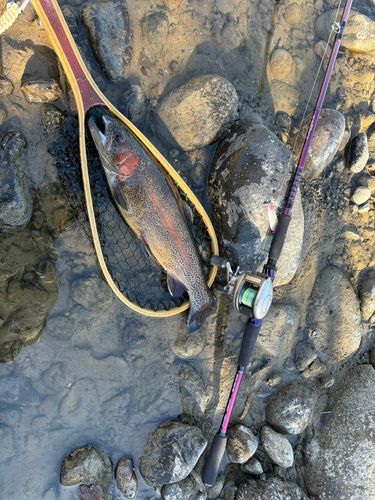 レインボートラウトの釣果