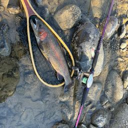 レインボートラウト