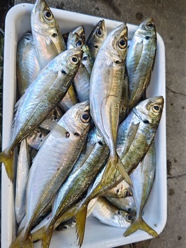 マアジの釣果