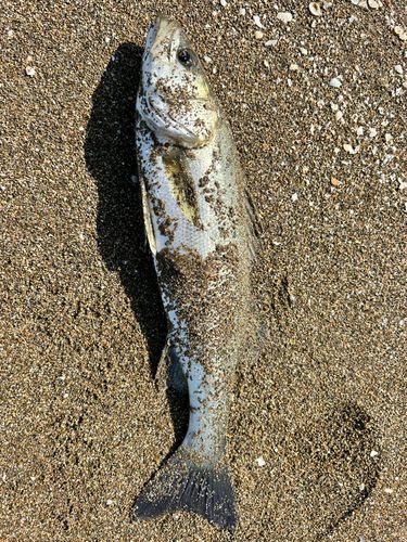 大浜釣り公園（金沢港ふれあい広場）