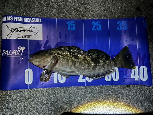 アイナメの釣果