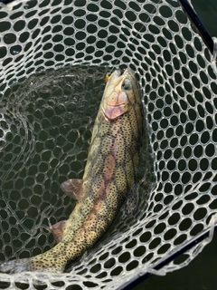 ニジマスの釣果