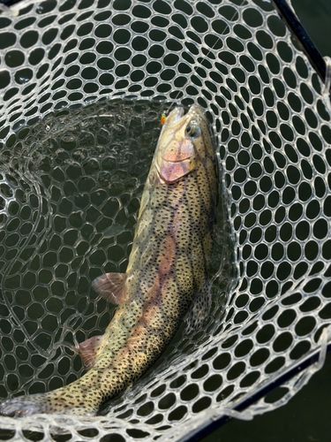 ニジマスの釣果