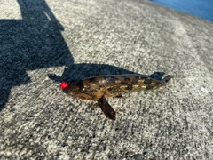 アイナメの釣果