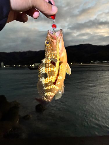 キジハタの釣果