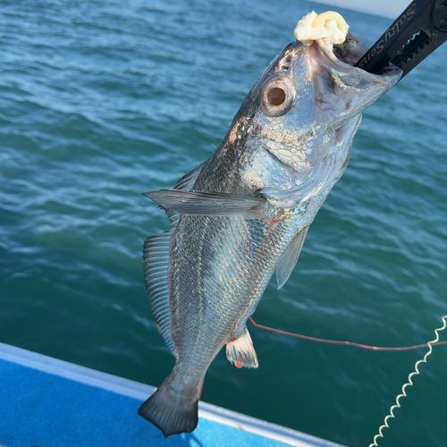 クログチの釣果