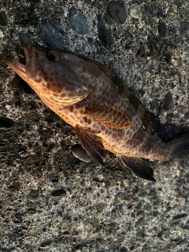 オオモンハタの釣果