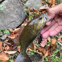 スモールマウスバス