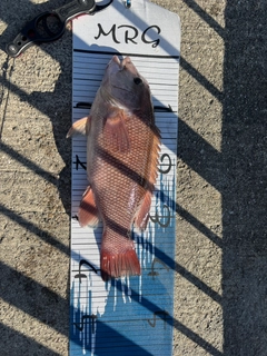 コブダイの釣果