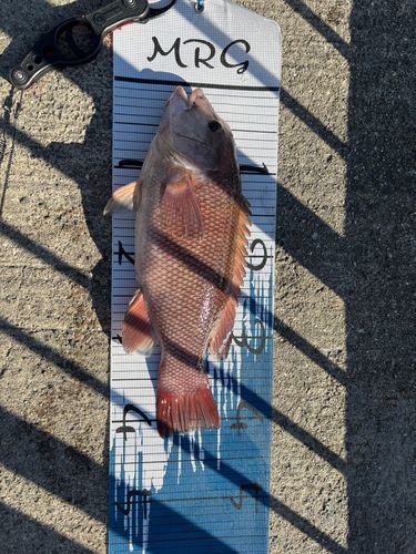 コブダイの釣果