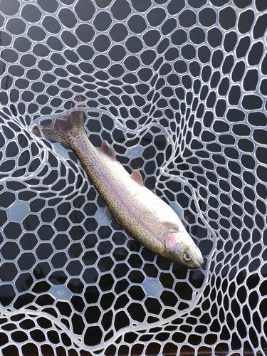 ニジマスの釣果