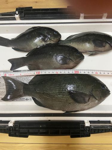 グレの釣果