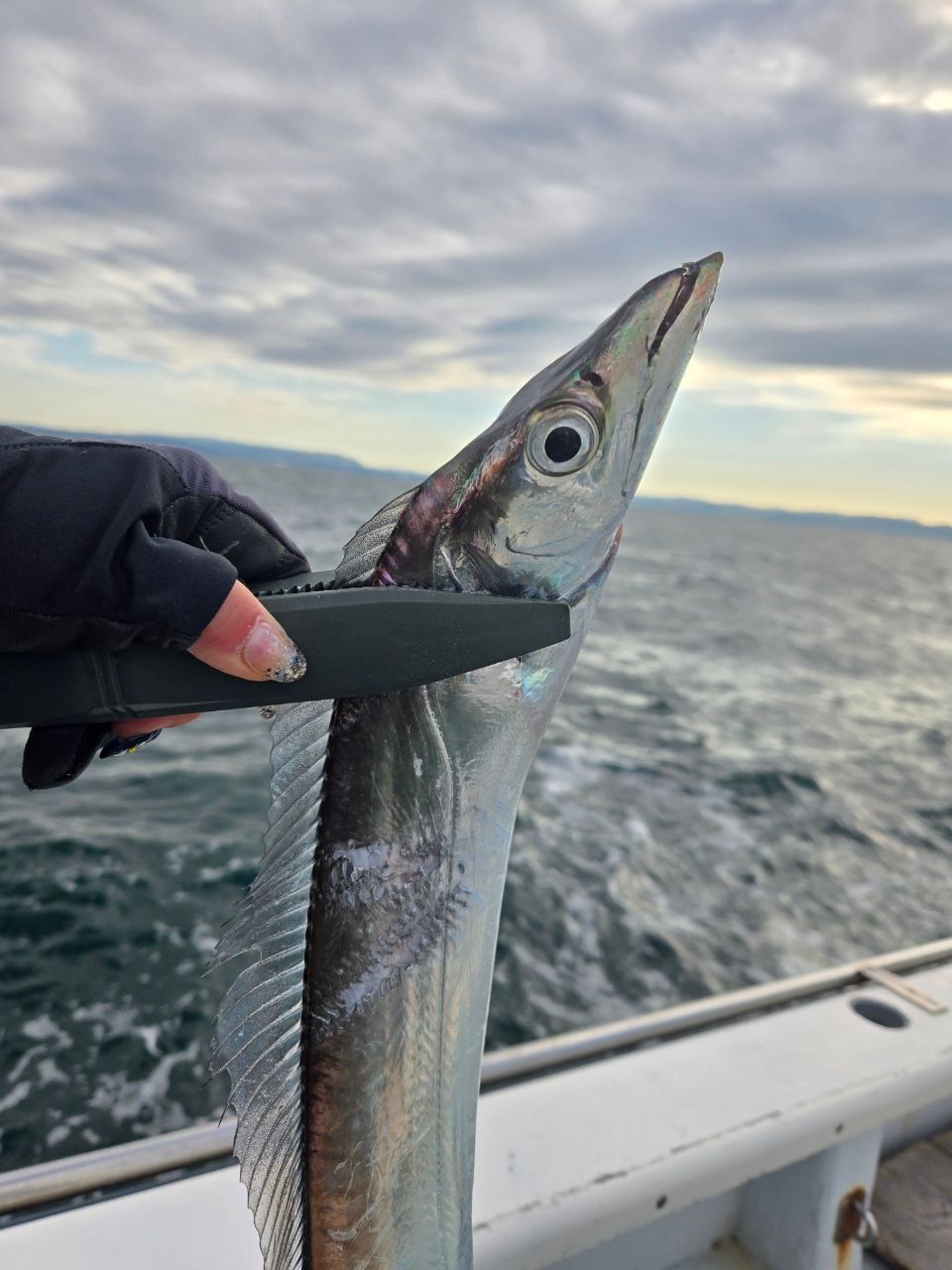 chibiusaさんの釣果 2枚目の画像