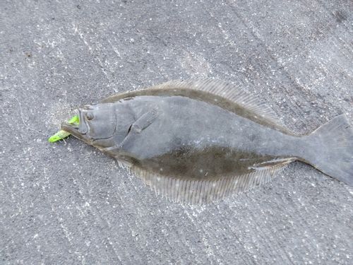 ヒラメの釣果