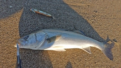 セイゴ（マルスズキ）の釣果