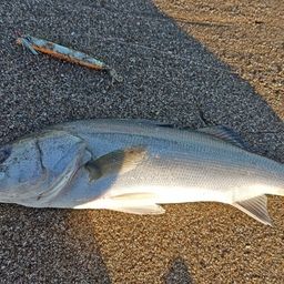 セイゴ（マルスズキ）