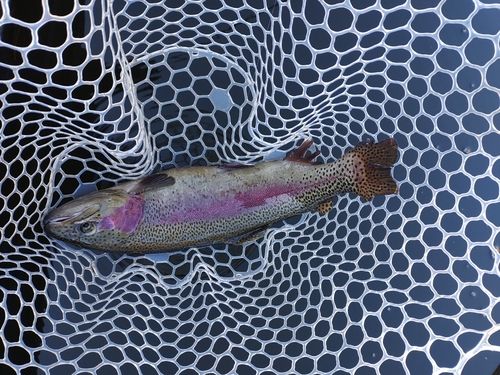 ニジマスの釣果