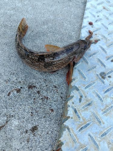 アイナメの釣果