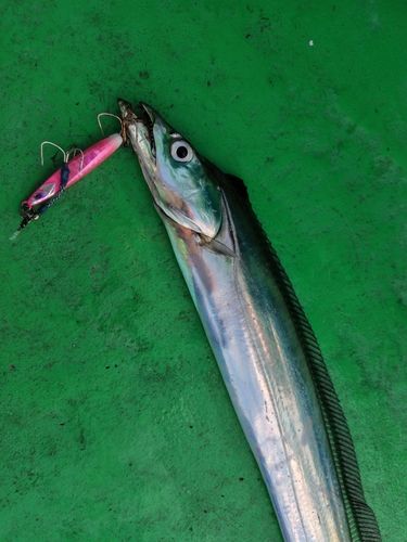 タチウオの釣果