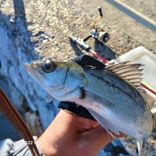 セイゴ（マルスズキ）の釣果