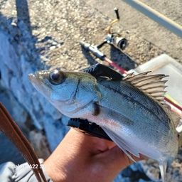 セイゴ（マルスズキ）