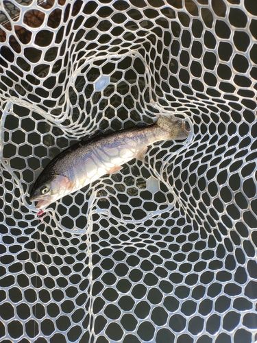 ニジマスの釣果