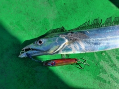 タチウオの釣果