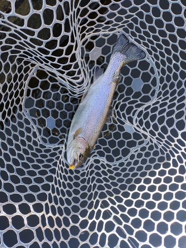 ニジマスの釣果