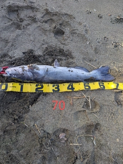 アメリカナマズの釣果