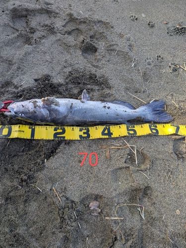 アメリカナマズの釣果