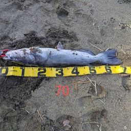 アメリカナマズ