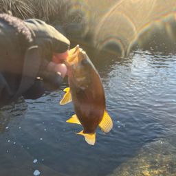 スモールマウスバス