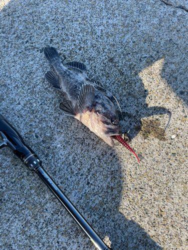 クロソイの釣果