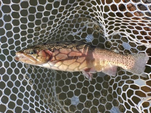 ニジマスの釣果