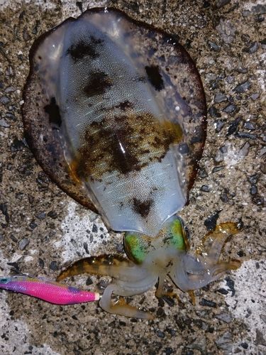 アオリイカの釣果