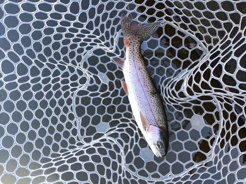 ニジマスの釣果