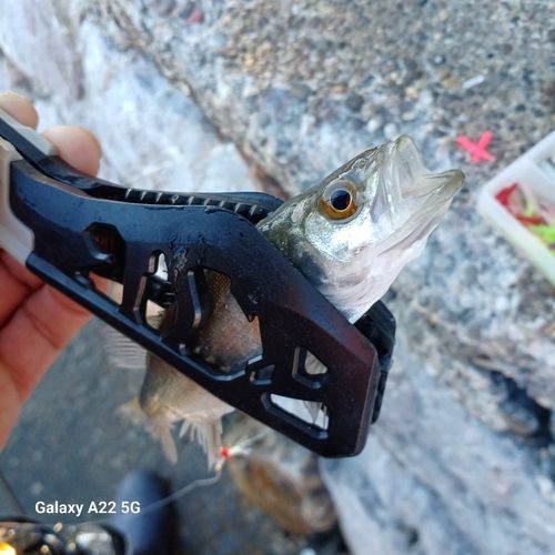 セイゴ（マルスズキ）の釣果