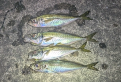 マアジの釣果