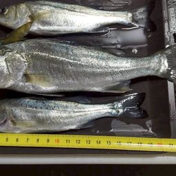 セイゴ（ヒラスズキ）