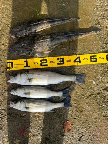 シーバスの釣果