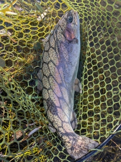 ニジマスの釣果