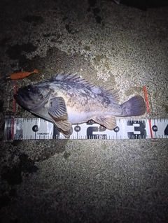 クロソイの釣果